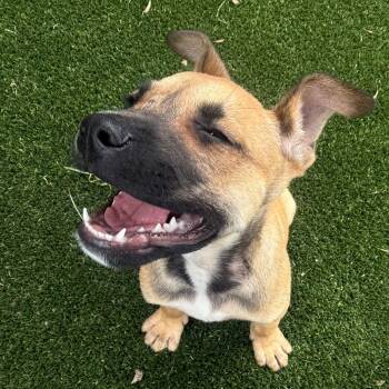 Mixed Breed Dogs Available for Adoption in Loxahatchee Groves, Florida - Lilo 8558 | PetCurious