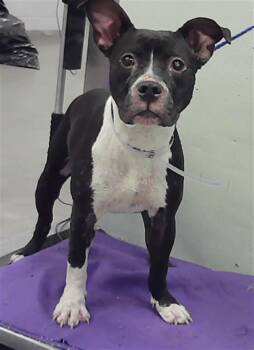 Staffordshire Bull Terrier and Mixed Breed Dogs Available for Adoption in Houston, Texas - A2077553 | PetCurious