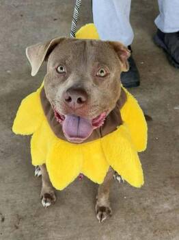 Grady -  Mixed Breed Dog for Adoption in Scott, Louisiana - Grady | PetCurious