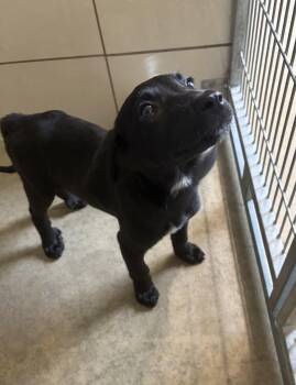 Sampson -  Mixed Breed Dog for Adoption in Seneca, Pennsylvania - Sampson | PetCurious