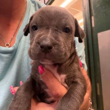 BRAZ-Stray-138596_2_3_4_5_6 -  Mixed Breed Dog for Adoption in Lake Jackson, Texas - BRAZ-Stray-138596_2_3_4_5_6 | PetCurious