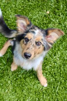 Star -  Australian Shepherd Dog Available for Adoption in Morgantown, Kentucky - Star | PetCurious