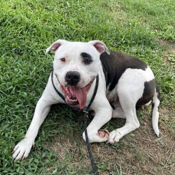 Flubber -  Mixed Breed Dog for Adoption in Chattanooga, Tennessee - Flubber | PetCurious