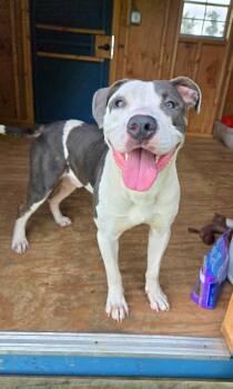 Blue Yrly 362 -  Pit Bull Terrier Dog for Adoption in Sidney, Ohio - Blue Yrly 362 | PetCurious