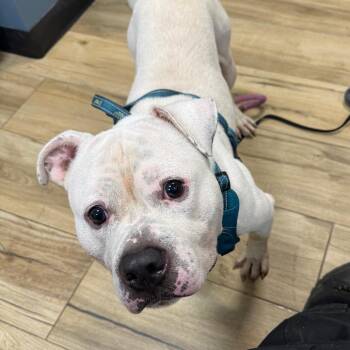 PeeWee -  Pit Bull Terrier Dog for Adoption in Newark, New Jersey - PeeWee | PetCurious