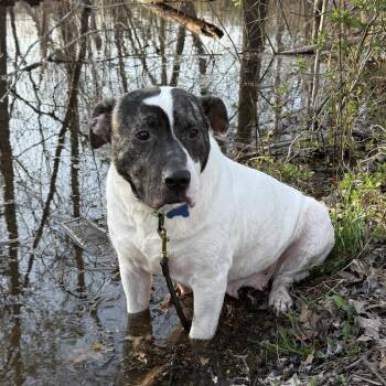 Mixed Breed Dogs Available for Adoption - Amelia | PetCurious