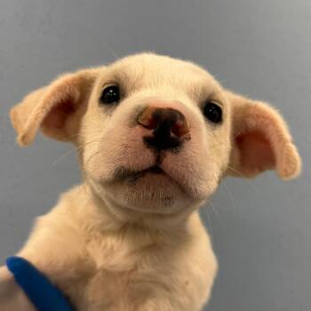 Flat white -  Mixed Breed Dog for Adoption in Las Cruces, New Mexico - Flat White | PetCurious