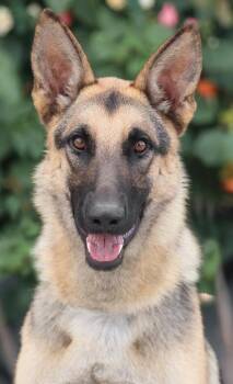 Levi von Leezen -  German Shepherd Dog Dog for Adoption in Los Angeles, California - Levi Von Leezen | PetCurious