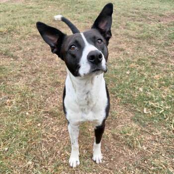 Basenji and Mixed Breed Dogs Available for Adoption in Kerrville, Texas - Cookie | PetCurious