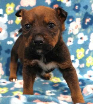 Shepherd Dogs Available for Adoption in Thief River Falls, Minnesota - Millie | PetCurious