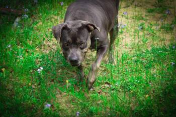 Rescue American Bully Dogs for Adoption in Saint George, South Carolina - Tater | PetCurious