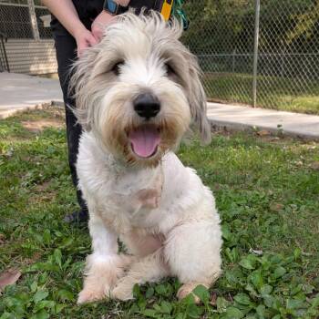 Crema (foster) -  Terrier and Standard Poodle Dog for Adoption in Belleville, Illinois - Crema (foster) | PetCurious