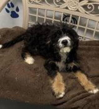 Kandy (7230) -  Bernese Mountain Dog and Standard Poodle Dog for Adoption in Lake City, Michigan - Kandy (7230) | PetCurious