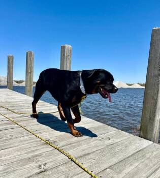 Rottweiler Dogs Available for Adoption in Muskegon, Michigan - Ira | PetCurious