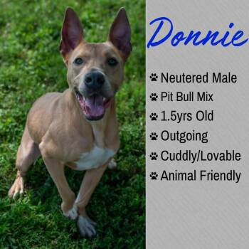Donnie -  Staffordshire Bull Terrier Dog for Adoption in Junction City, Kansas - Donnie | PetCurious