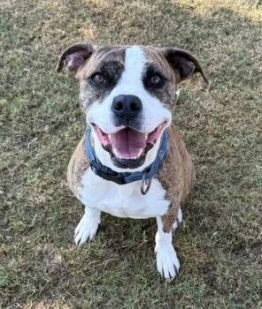 Rescue American Staffordshire Terrier Dogs for Adoption in Tulare, California - Mamaz Aka Coco | PetCurious