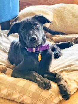 Lainey Wilson -  Black Labrador Retriever Dog for Adoption in Killingworth, Connecticut - Lainey Wilson | PetCurious