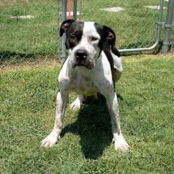 Rescue Pit Bull Terrier Dogs for Adoption in Eagle, Idaho - Peachy **Courtesy Post. Out Of Town Pet. See Below For Details** | PetCurious