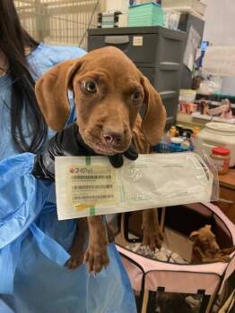 Tulip -  Mixed Breed Dog for Adoption in Cincinnati, Ohio - Tulip | PetCurious