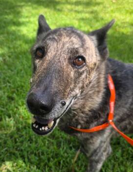 Tiberius. (Senior dogs need love too) -  Shepherd Dog for Adoption in Mobile, Alabama - Tiberius. (Senior Dogs Need Love Too) | PetCurious