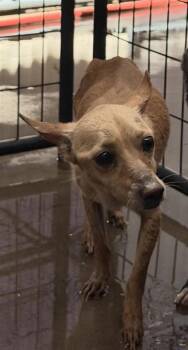 Chihuahua and Mixed Breed Dogs Available for Adoption in El Paso, Texas - SHORTY | PetCurious