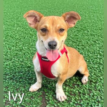Ivy -  Mixed Breed Dog for Adoption in Fredericksburg, Virginia - Ivy | PetCurious