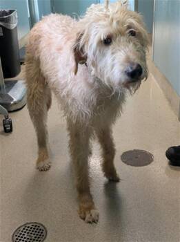 Irish Wolfhound and Mixed Breed Dogs Available for Adoption in Newton, North Carolina - CIARAN | PetCurious