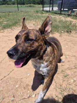 Rubi -  Australian Cattle Dog Blue Heeler Dog for Adoption in Bowie, Texas - Rubi | PetCurious