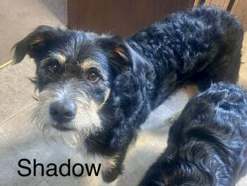 Shadow -  Affenpinscher Dog for Adoption in Owatonna, Minnesota - Shadow | PetCurious