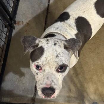 Conner -  Pit Bull Terrier Dog for Adoption in Birmingham, Alabama - Conner | PetCurious