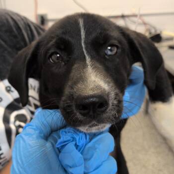 Quinn -  Pointer and Mixed Breed Dog for Adoption in Hattiesburg, Mississippi - Quinn | PetCurious