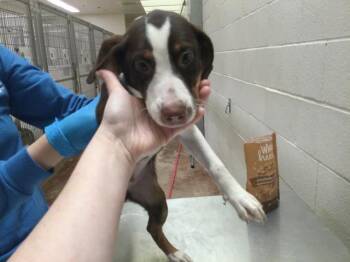 Labrador Retriever and Basset Hound Dogs Available for Adoption - OLIVER | PetCurious