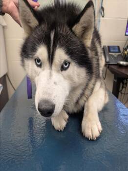 Husky and Mixed Breed Dogs Available for Adoption - KAI | PetCurious