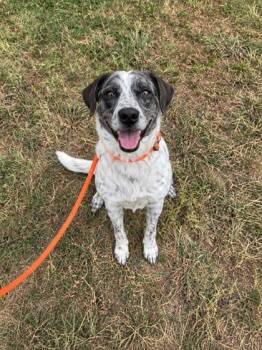 Daisy -  Australian Cattle Dog Blue Heeler Dog for Adoption in Winfield, Kansas - Daisy | PetCurious