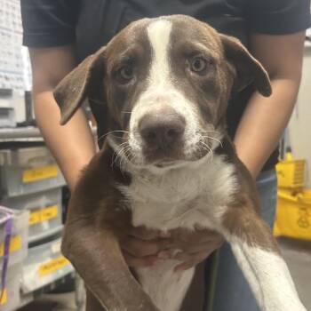 Eleanore -  Labrador Retriever Dog for Adoption in Yuma, Arizona - Eleanore | PetCurious