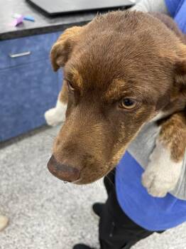 Mixed Breed Dogs Available for Adoption in Palmetto, Florida - SLINKY | PetCurious