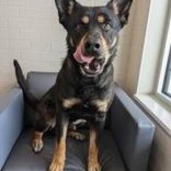 Rescue Beauceron Dogs for Adoption in Bentonville, Arkansas - Napoleon | PetCurious