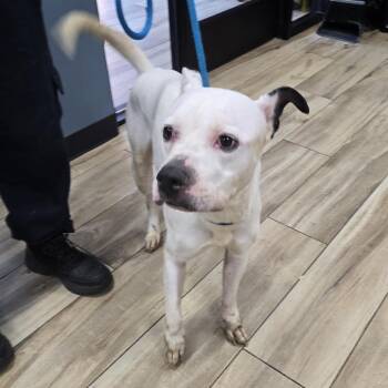 Sir Kingsley -  Pit Bull Terrier Dog for Adoption in Newark, New Jersey - Sir Kingsley | PetCurious