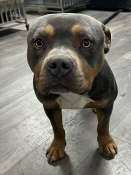 Pit Bull Terrier Dogs Available for Adoption - Lopez | PetCurious