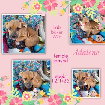 Labrador Retriever and Boxer Dogs Available for Adoption - Adalene BL14263-T LOCAL Adoption Event In Bellingham 4/25 | PetCurious