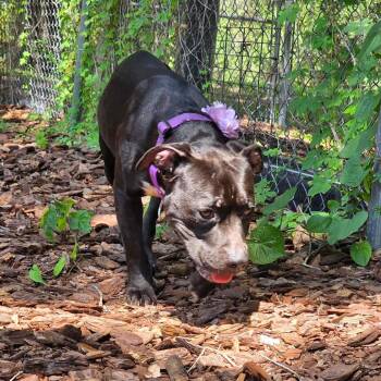 Rue -  Mixed Breed Dog for Adoption in Titusville, Florida - Rue | PetCurious