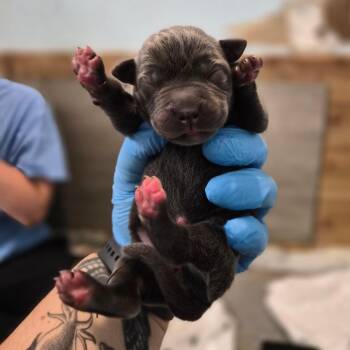 Americano -  Cane Corso Dog for Adoption in Wahiawa, Hawaii - Americano | PetCurious