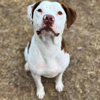 Rescue Mixed Breed Dogs for Adoption - Albert | PetCurious