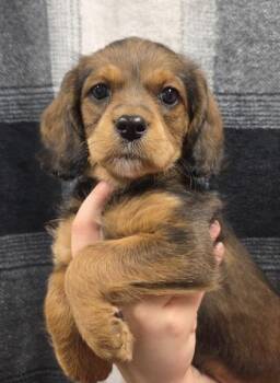 Alice -  Pug and Cavalier King Charles Spaniel Dog for Adoption in Malvern, Pennsylvania - Alice | PetCurious