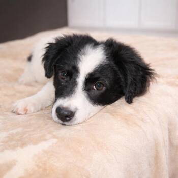 Border Collie and Mixed Breed Dogs Available for Adoption in Hopkinton, Massachusetts - Scout | PetCurious