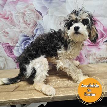 Poodle Dogs Available for Adoption - Thiago | PetCurious