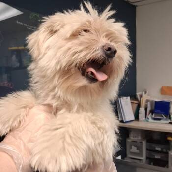 Margaret -  Mixed Breed Dog for Adoption in Newark, New Jersey - Margaret | PetCurious