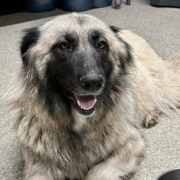 Anatolian Shepherd Dogs Available for Adoption in Wadena, Minnesota - Creme Brulee | PetCurious