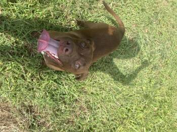 Rescue American Bully Dogs for Adoption in Bendena, Kansas - Ellie | PetCurious