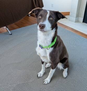 Josie -  Border Collie and Mcnab Dog for Adoption in Coeur D